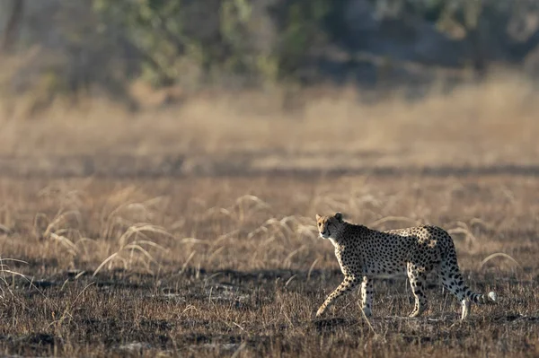 Štíhlý Rychlý Gepard Razí Cestu Přes Otevřenou Pláň Když Loví — Stock fotografie
