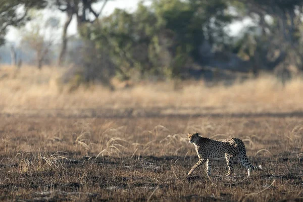 Nce Hızlı Bir Çita Botsvana Daki Okavango Deltası Nın Ormanlık — Stok fotoğraf