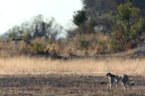 Smukły Szybki Gepard Przemierza Otwartą Równinę Polując Zalesionych Rejonach Delty — Zdjęcie stockowe
