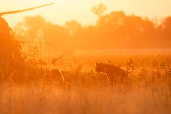 Två Hyenor Patrullerar Runt Öppen Savann Solnedgångens Gyllene Bakljus — Stockfoto