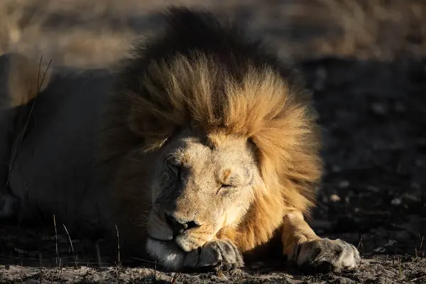 图为博茨瓦纳奥卡万戈三角洲 一头雄性狮子在开阔的草原上享受着温暖的金色晨光 — 图库照片