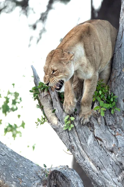 オハイナの一族から身を隠し オカバンゴデルタのカナナ譲歩の木に彼女の歯をかぶって吠えるライオン — ストック写真