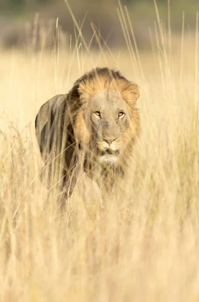 ボツワナのオカバンゴデルタのオープンサバンナの長い黄金の草を通過する大きな雄ライオン — ストック写真