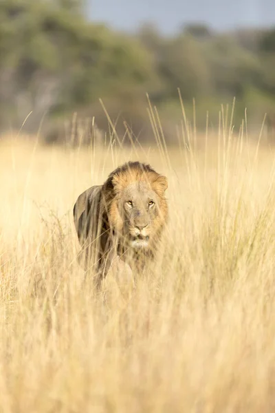 ボツワナのオカバンゴデルタのオープンサバンナの長い黄金の草を通過する大きな雄ライオン — ストック写真