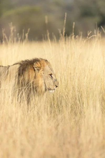 Ein Großer Männlicher Löwe Bewegt Sich Durch Das Lange Goldene — Stockfoto