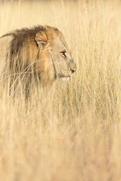 在博茨瓦纳奥卡万戈三角洲 一头雄性狮子在开阔的草原上穿越长长的金黄色草丛 — 图库照片