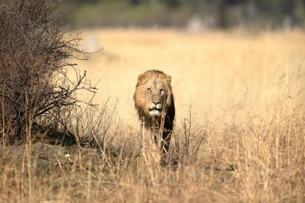 孤独なオスライオンは ボツワナ オカバンゴデルタ カナナのエリタリア朝のパトロールで彼の領土を移動します — ストック写真