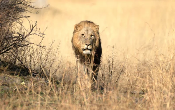 Lone Male Lion Moves His Territory Eraly Morning Patrol Kanana — Stock Photo, Image