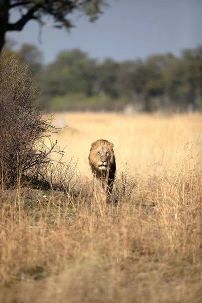 在博茨瓦纳奥卡万戈三角洲的卡纳纳 一头孤独的雄狮在他的领地上行走 进行晨间巡逻 — 图库照片