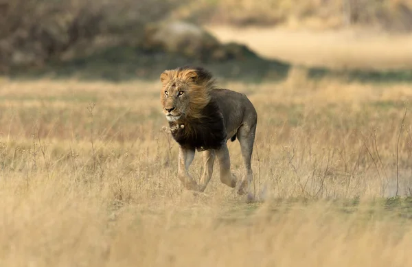 オープンサバンナを渡って走るオスライオンは ボツワナのオカバンゴ デュルタでアンテロープを狩る — ストック写真