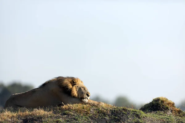 男性ライオンは ボツワナ オカバンゴデルタ カナンの黄金の朝の光に残っています — ストック写真