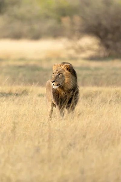 Lion Mâle Crinière Épaisse Arpente Savane Ouverte Dans Concession Kanana — Photo