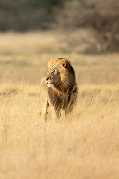 Lion Mâle Crinière Épaisse Arpente Savane Ouverte Dans Concession Kanana — Photo