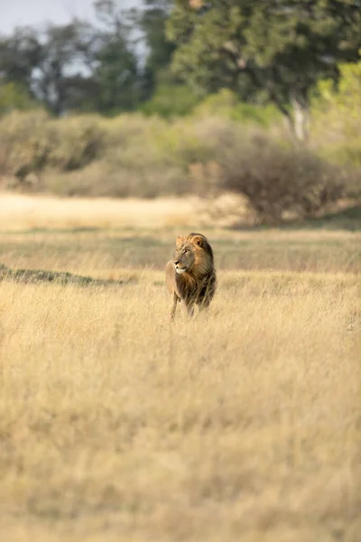 在博茨瓦纳奥卡万戈三角洲的卡纳纳特许矿区 一头长着浓密鬃毛的公狮正在勘察开阔的草原 — 图库照片