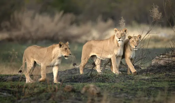 Три Львицы Осматривают Открытую Саванну Охоте Канане Дельте Окаванго Ботсвана — стоковое фото