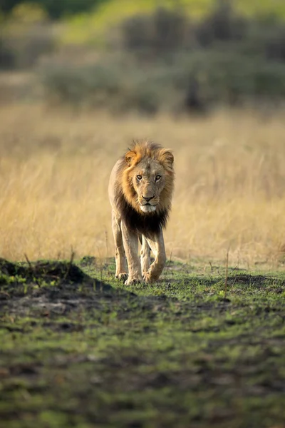 Een Sterke Mannelijke Leeuw Loopt Door Open Savanne Okavango Delta — Stockfoto