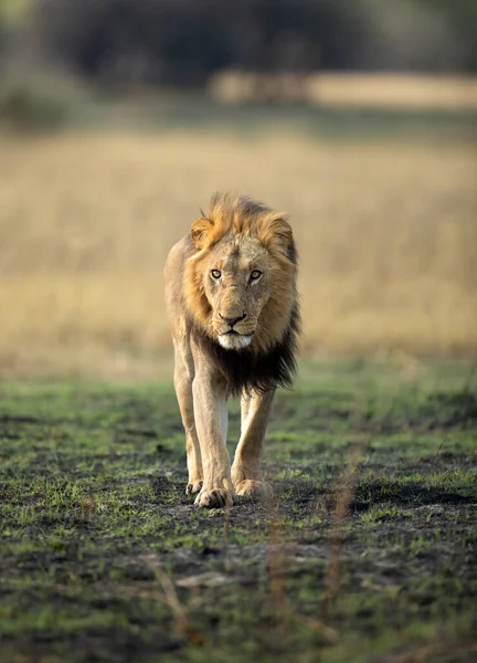 Strong Male Lion Walks Open Savannah Okavango Delta Botswana His — Stock Photo, Image