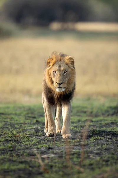 在博茨瓦纳的奥卡万戈三角洲 一头强壮的雄狮走过开阔的草原 他带着骄傲的心情钓到了一只疣猪 吃了一顿早餐 — 图库照片