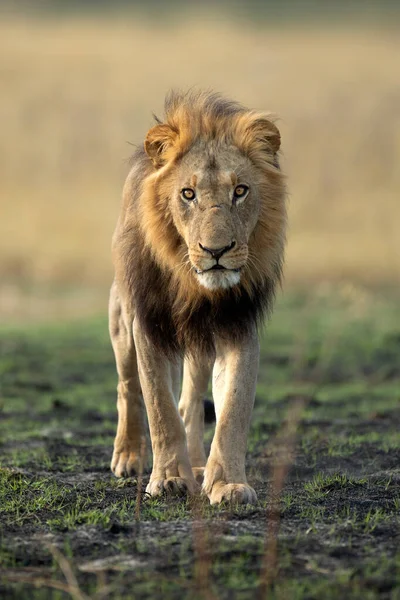 強いオスライオンがボツワナのオカバンゴデルタでオープンサバンナを通り抜ける 彼はプライドと一緒に 後に小さな朝の食事のためにワースゴーを捕まえた — ストック写真