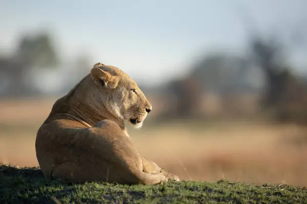 在博茨瓦纳奥卡万戈三角洲的卡纳纳 一头孤独的狮子在草堆上捕猎了一夜后 沐浴在温暖的晨光中 — 图库照片