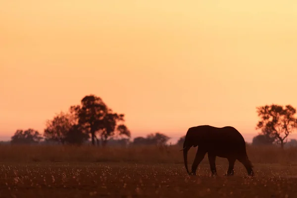 Elefante Solitario Camina Través Sabana Abierta Silueta Contra Brillante Amanecer —  Fotos de Stock