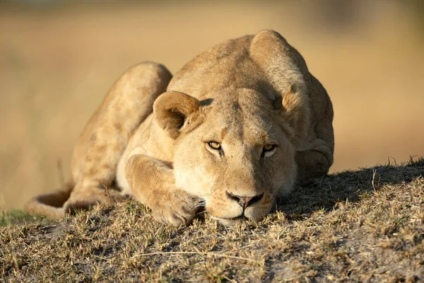 在博茨瓦纳奥卡万戈三角洲的卡纳纳 一头孤独的狮子在草堆上捕猎了一夜后 沐浴在温暖的晨光中 — 图库照片