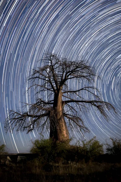 Baobab Tree Stands Tall Spiralling Galaxy Long Exposure Star Trail — Stock Photo, Image
