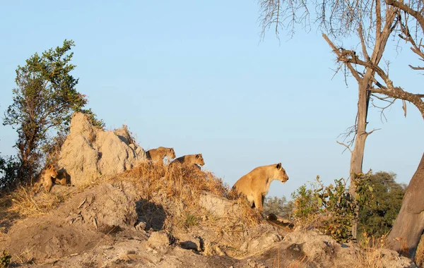 Een Leeuwin Kijkt Met Haar Drie Welpen Naar Een Wrattenzwijn Stockfoto