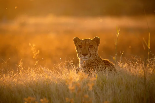 Eine Cheeta Sitzt Auf Einem Hügel Und Beobachtet Wie Sich lizenzfreie Stockfotos