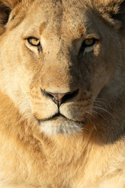 暖かい朝の光の中でライオンの完全な表面を閉じる ストック写真