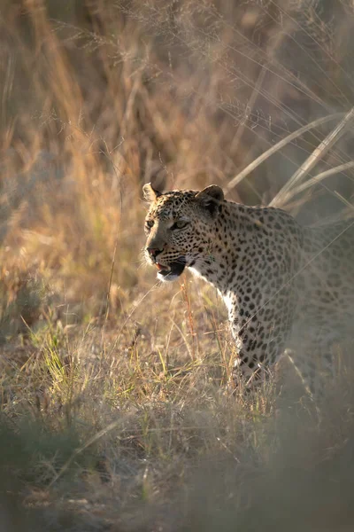 Leopard Kráčí Dlouhou Trávou Divokou Šalvějí Podél Řeky Kanananské Koncesi Stock Fotografie