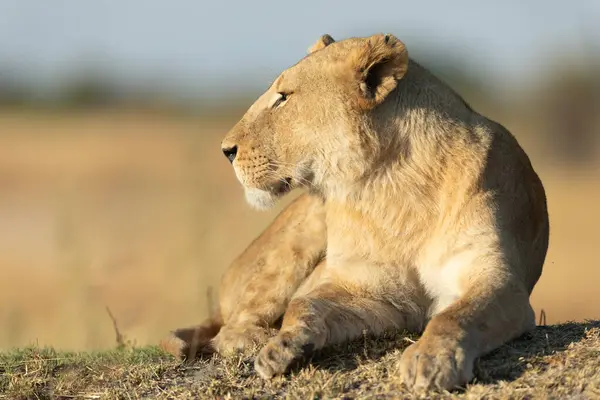 ライオンはボツワナのオカバンゴデルタでカナナの譲歩をカバーする暖かい朝の光の休憩位置からオープンサバンナを見ます ロイヤリティフリーのストック画像