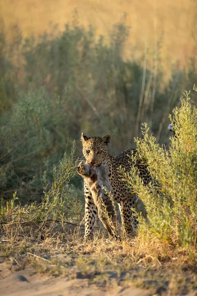 Ein Leopardenweibchen Bewegt Sich Nach Erfolgreicher Jagd Durch Das Unterholz lizenzfreie Stockbilder