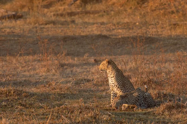Matka Mládě Leopard Střídají Skleničce Teplém Odpoledním Světle Kananě Okavango Stock Snímky