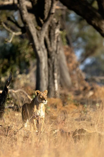 Eine Löwin Beobachtet Die Savanne Bei Der Jagd Goldenen Morgenlicht Stockbild