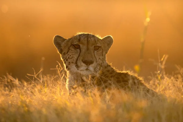 Ein Gepard Ruht Goldenen Nachmittagslicht Das Sein Gesicht Wieder Erhellt Stockbild