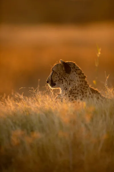 Ein Gepard Ruht Goldenen Nachmittagslicht Das Sein Gesicht Wieder Erhellt lizenzfreie Stockbilder