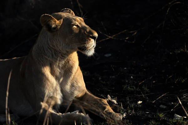 Lwica Delektuje Się Porannymi Promieniami Chłodny Poranek Koncesji Kanana Okavango Zdjęcie Stockowe
