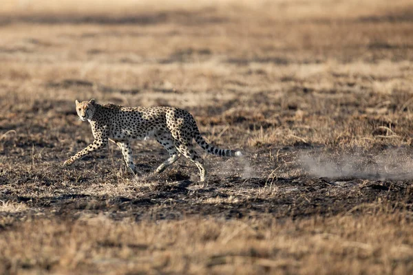 Egy Karcsú Gyors Gepárd Halad Egy Nyílt Síkságon Miközben Okavango Stock Kép