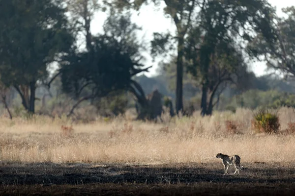 Uma Cheetah Esbelta Rápida Atravessa Uma Planície Aberta Enquanto Caça Imagem De Stock