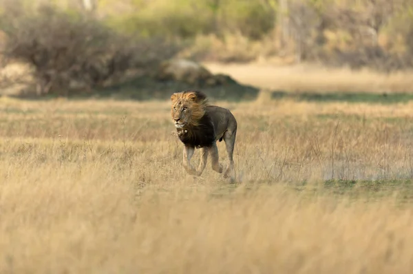 Een Mannelijke Leeuw Loopt Open Savanne Terwijl Hij Antilopen Jaagt Stockafbeelding