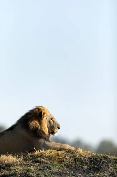 男性ライオンは ボツワナ オカバンゴデルタ カナンの黄金の朝の光に残っています ストック画像