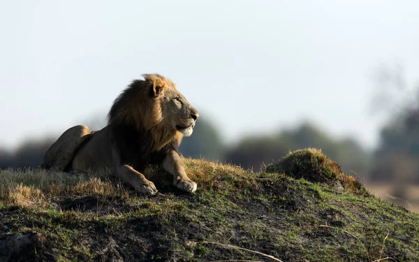 男性ライオンは ボツワナ オカバンゴデルタ カナンの黄金の朝の光に残っています ロイヤリティフリーのストック写真