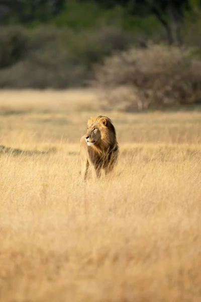 Ein Löwenmännchen Mit Dicker Mähne Beobachtet Die Offene Savanne Kanana lizenzfreie Stockfotos