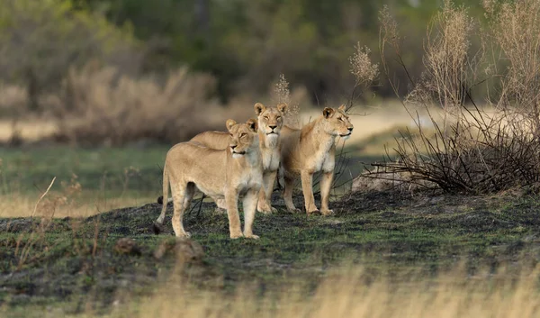 Tři Lvice Průzkum Otevřené Savany Lovecké Misi Kanana Koncese Okavango Royalty Free Stock Obrázky