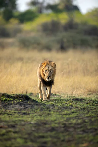 強いオスライオンがボツワナのオカバンゴデルタでオープンサバンナを通り抜ける 彼はプライドと一緒に 後に小さな朝の食事のためにワースゴーを捕まえた ストック写真