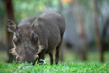 Bir Afrikalı yaban domuzu yeşil çimlerde otluyor..