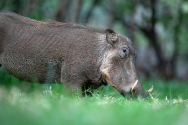 Bir Afrikalı yaban domuzu yeşil çimlerde otluyor..