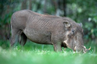 Bir Afrikalı yaban domuzu yeşil çimlerde otluyor..