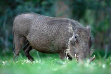 Bir Afrikalı yaban domuzu yeşil çimlerde otluyor..